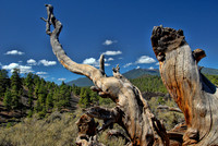 Landscape, Sunset Crater National Monument