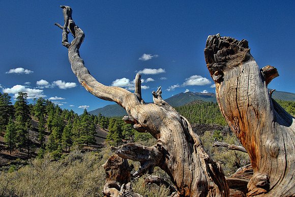 Landscape, Sunset Crater National Monument