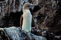 Blue-footed booby