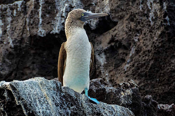 Blue-footed booby