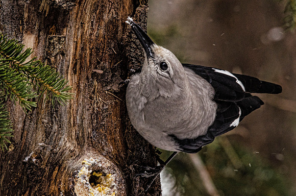 Clark's nutcracker