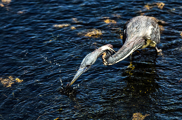 Tricolored heron foraging