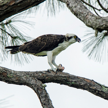 Female osprey with fish