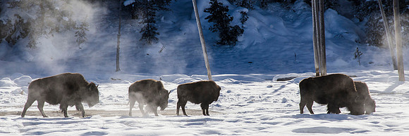 Bison in the Norris Geyser area