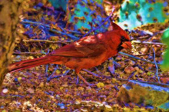 A splash of red in the desert