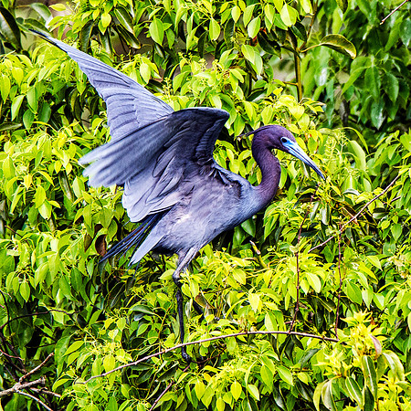 Little blue heron