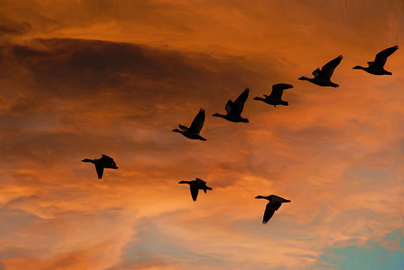 Snow geese at sunset