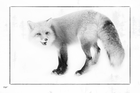 Red fox #4