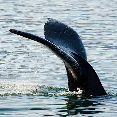 Diving humpback whale