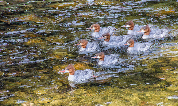 Common mergansers  in Glacier NP