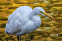 Great egret