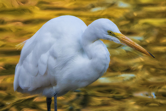 Great egret