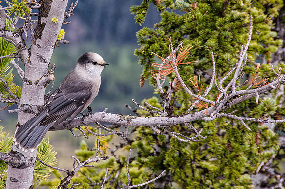 Grey Jay