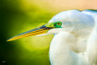 Great Egret #1
