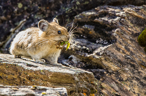 Pika #3