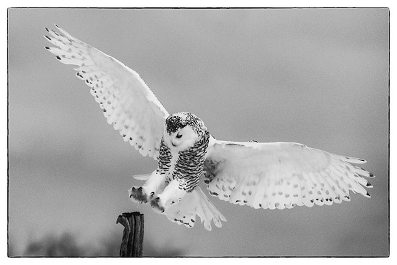 Snowy owl #8