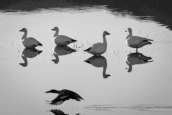 Snow geese in late afternoon