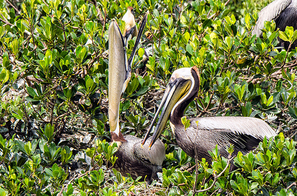 Brown pelicans at the nest