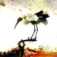 Florida Bird Montages