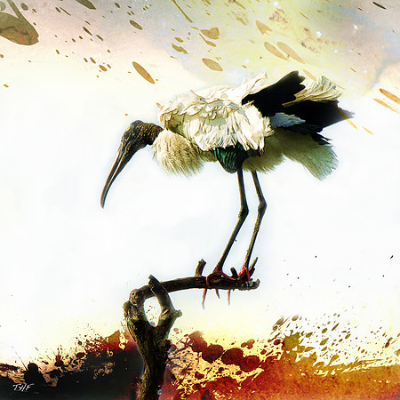 Woodstork #1