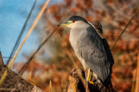 Black-crowned night heron