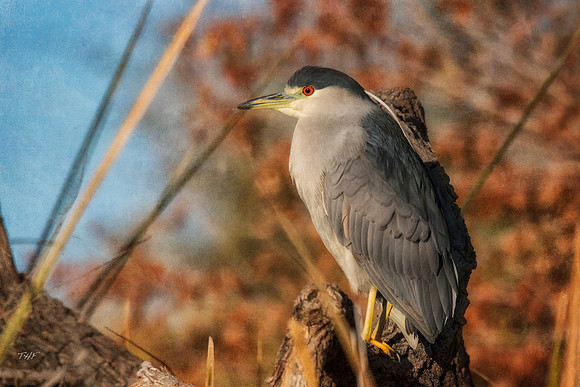 Black-crowned night heron