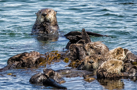 Sea otters #2