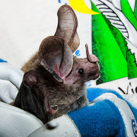 Woolly false vampire bat