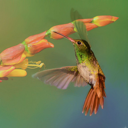 Rufous-tailed hummingbird