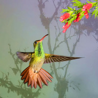 Rufous-tailed hummingbird