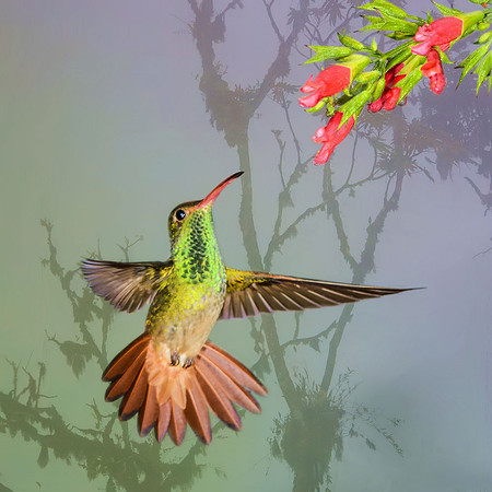 Rufous-tailed hummingbird