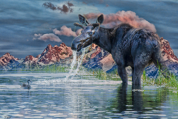 A montage of the young moose and the Tetons