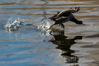 American coot