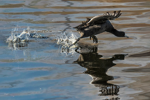 American coot