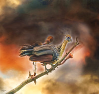 Hoatzin