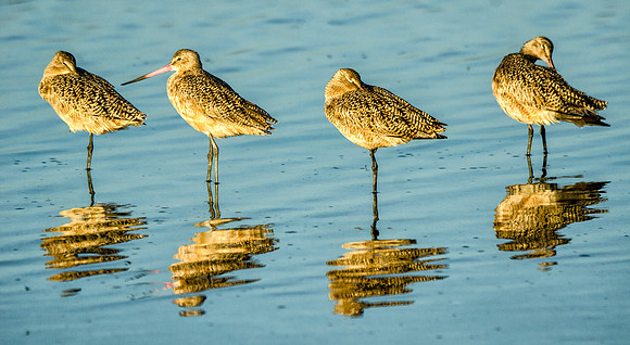 Marbled godwits resting at sunset