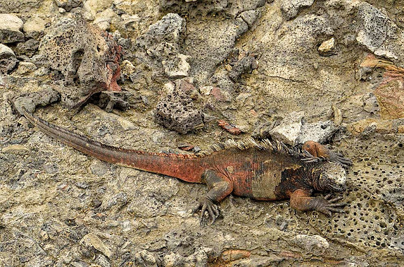 Breeding male Galapagos marine iguana