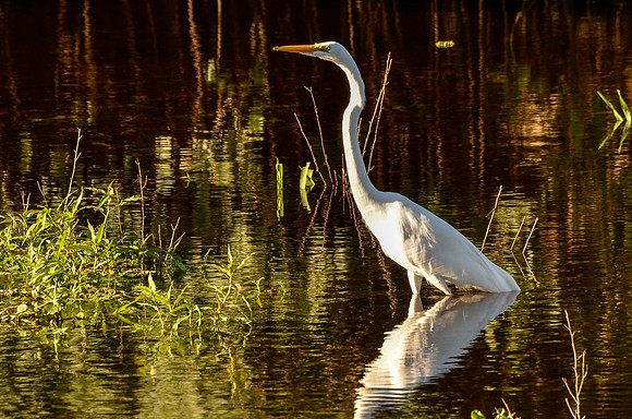 Great egret
