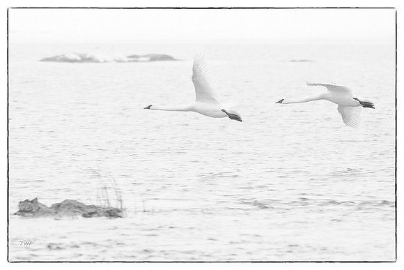 Trumpeter swans #4