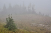 Misty forest at Logan Pass