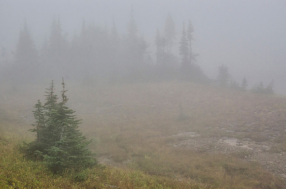 Misty forest at Logan Pass