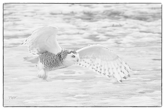 Snowy owl #3