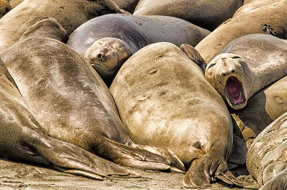 Females and juveniles