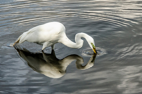 Great egret #3