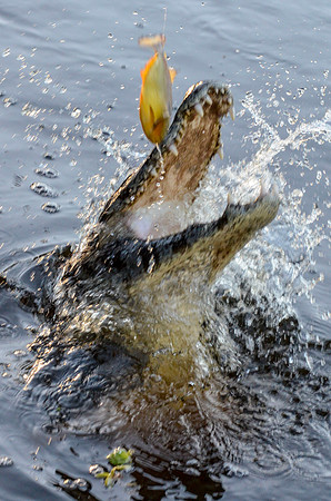 Feeding yacare