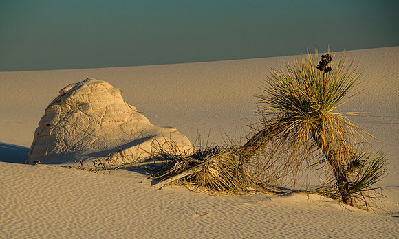 Yucca in late afternoon