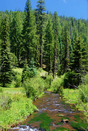 Little Colorado at Greer, AZ