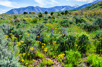 Meadow blooms at the base of the La Sal Mountains