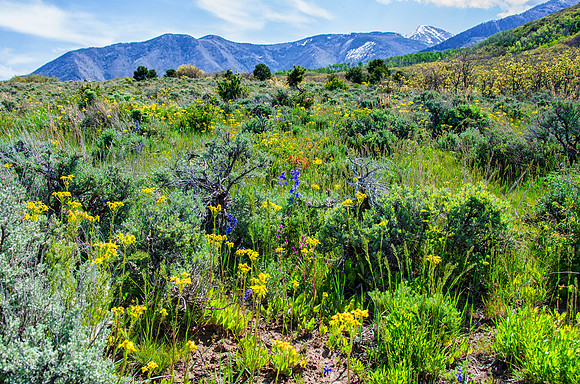 Meadow blooms at the base of the La Sal Mountains