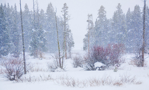 A spot of red in a snowy landscape